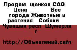 Продам ,щенков САО. › Цена ­ 30 000 - Все города Животные и растения » Собаки   . Чувашия респ.,Шумерля г.